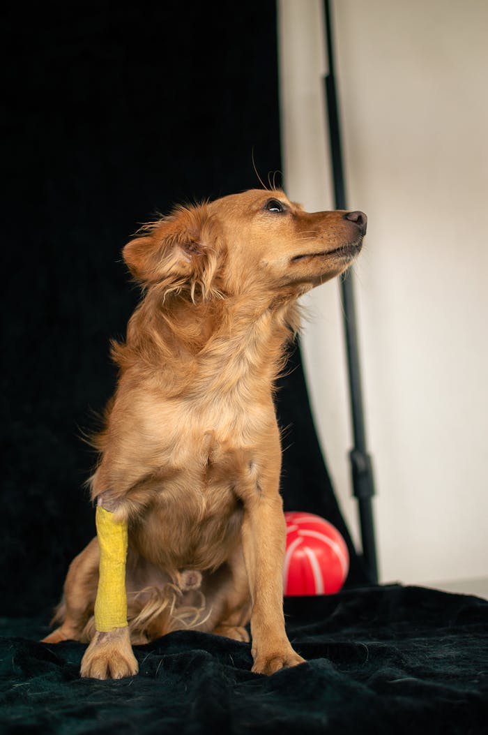 service-05 A brown dog sitting with a yellow bandage on its leg, shot in a studio with selective focus.