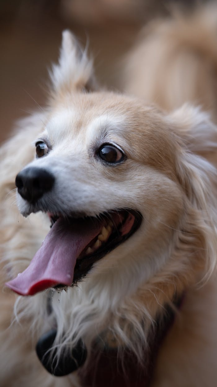 who-we-are Close-up portrait of a fluffy dog with tongue out, exuding playfulness and charm.