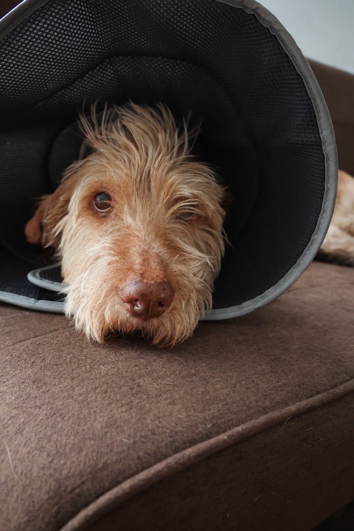Mastering the First Impression: Your intriguing post title goes here Adorable dog resting on sofa with a protective cone collar, post-surgery recovery.