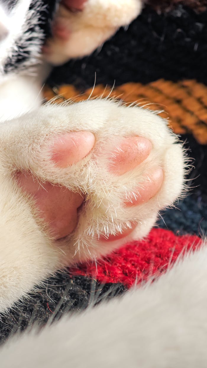 Crafting Captivating Headlines: Your awesome post title goes here Adorable close-up of a white cat's paw resting on a warm, multicolored blanket.