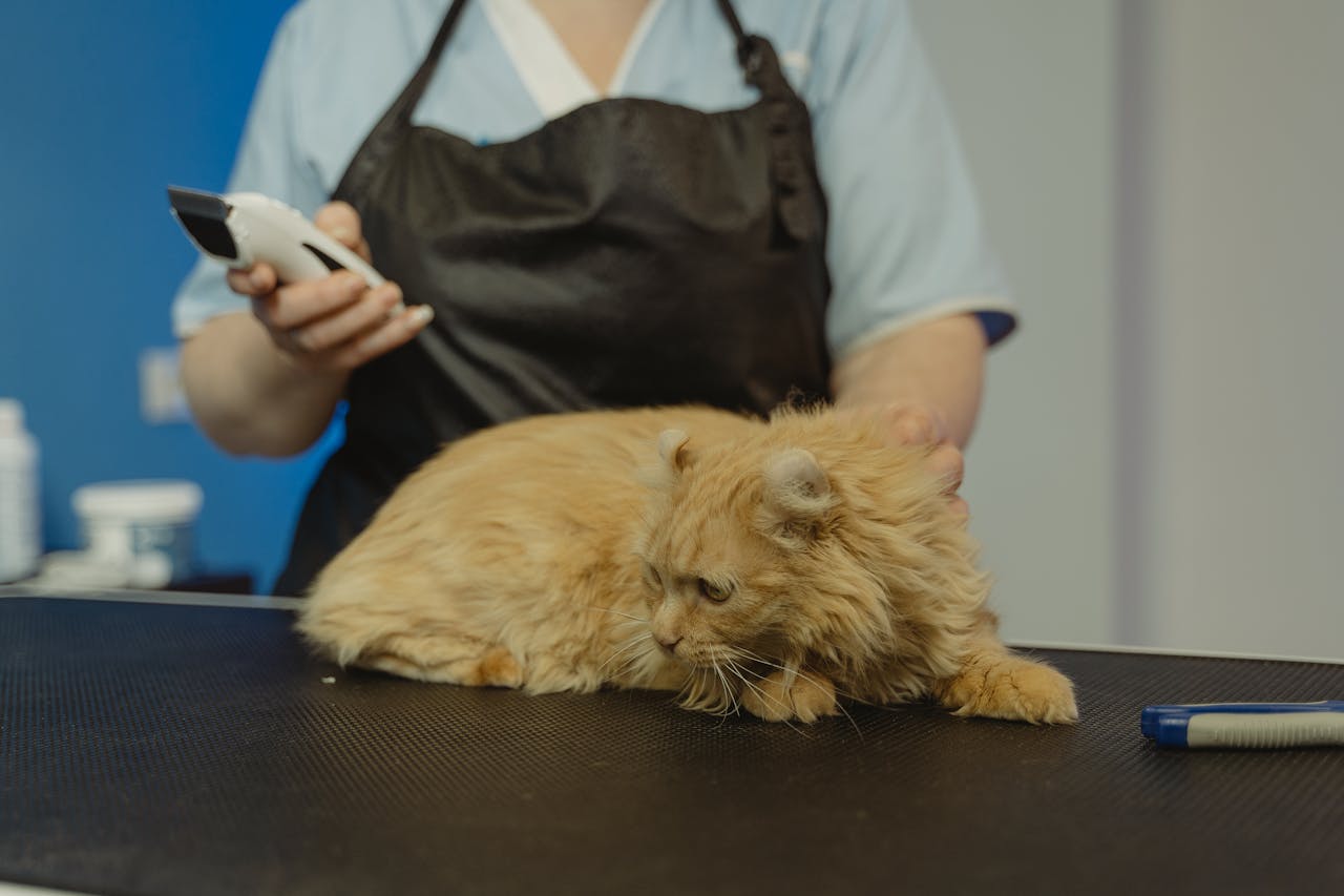 service-06 A Persian cat being groomed by a professional groomer. Indoor grooming setup.