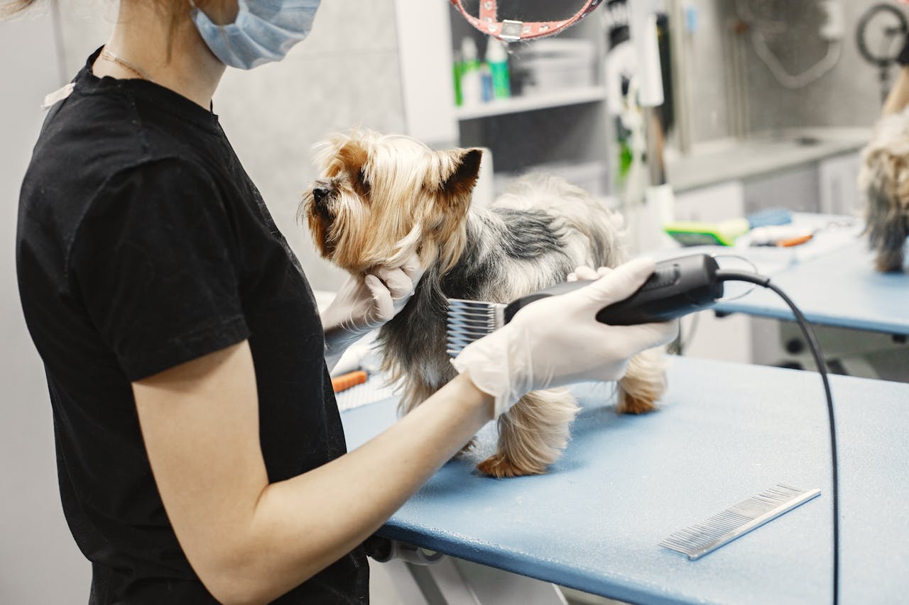 The Art of Drawing Readers In: Your attractive post title goes here A Yorkshire Terrier getting groomed by a professional pet groomer in a modern salon setting.