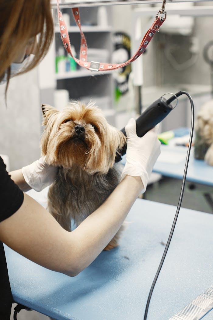 service-01 A Yorkshire Terrier getting groomed by a vet in a pet salon. Perfect for pet care topics.