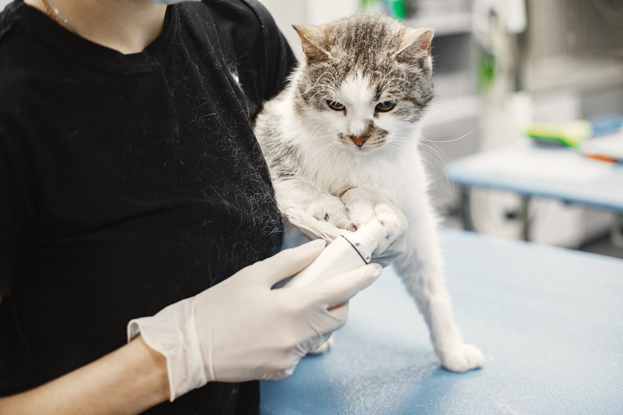 service-04 A white cat being examined by a veterinarian wearing surgical gloves in a clinic.